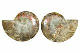 Cut & Polished Ammonite Fossil - Madagascar #364796-1